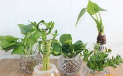 适合放在客厅的水培大型绿植？客厅是不是适合栽水培植物
