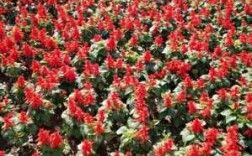 长串花叫什么？串红是什么植物种类