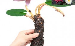 睡莲的茎的结构特征？睡莲是什么植物
