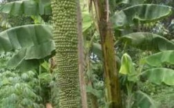 香蕉树百科？香蕉树是一年生植物吗