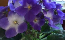 紫罗兰花是多年生吗（紫罗兰花期长吗）