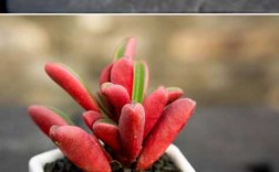 近几年新增的观赏植物有哪些？红叶椒草多肉植物