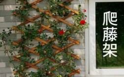 爬满庭院围墙的四季常开的花？露台花架种爬藤植物违法吗