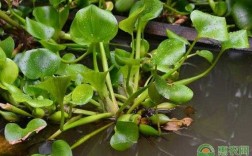水葫芦是藻类植物吗？可它怎么还开花？水葫芦植物