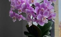 蝴蝶兰花品种及颜色（紫色的蝴蝶兰花是什么品种）