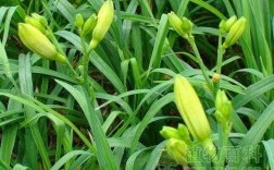 麦冬和黄花菜的叶区别？干黄花植物图片