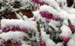 冬天三种不怕寒冷的植物是什么它们被称作什么？一年四季开花不怕冷的植物