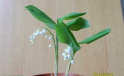 铃兰花繁殖方式（铃兰花繁殖方式图片）