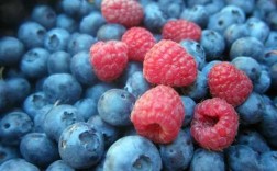 蓝莓，树莓是一种果实吗？蓝莓是什么植物的果实
