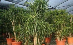 千年竹相似的植物？植物千年竹怎么养殖