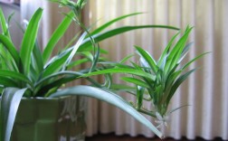 吊兰有几种类型，具体怎么养殖，怎么样才能令其花期长一些？常见吊兰植物图片及名称