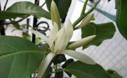白兰花和白玉兰叶子的区别（白玉兰花和白兰花）