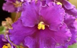 非洲紫罗兰花语紫色（白色非洲紫罗兰的花语）