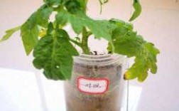 水培番茄的营养液配方？水培植物能放硫酸铜吗