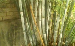 勒竹和青竹有什么区别？竹科花卉植物图片大全