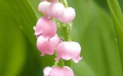 粉色铃兰花语（粉色铃兰和白色铃兰）