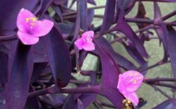 紫叶吊兰为什么有毛？吊兰背面是紫色的植物