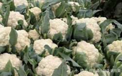 露天种植的花菜零下3度能冻坏吗？零度植物会冻死吗