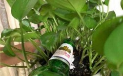 往花里浇啤酒好么？植物能不能用啤酒灌溉