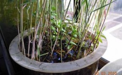 室外水培耐寒植物有哪些？水培植物芦苇