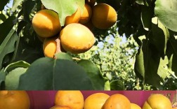 杖干杏养殖方法？番杏科植物怎么养