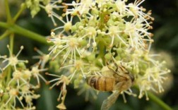 世界流蜜最多的植物排行？蜜粉最多最好的植物