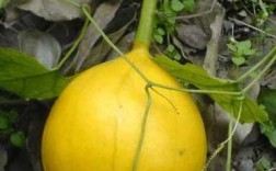 像南瓜一样的野生小瓜叫什么？跟南瓜一样的植物叫什么