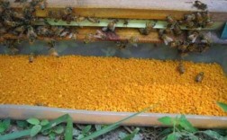 中蜂能采到芝麻花蜜吗？中蜂粉源蜜源植物