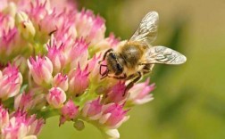 蜜蜂采蜜马蜂是干啥？蜜蜂采蜜的有哪些植物