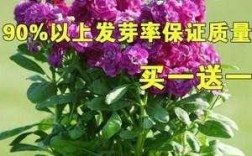 紫罗兰花种（紫罗兰花种子怎样种植）