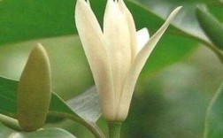 白兰花的养植（白兰花的养殖方法和注意事项和病虫害）