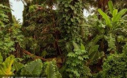 热带雨林植物叶片尖尾巴称为什么？滴水尖有利于植物进行
