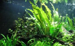 海里制造氧气的植物？海里 植物
