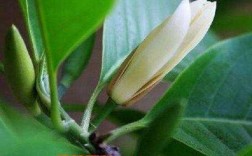 白兰花种植方法（白兰花种植方法视频）