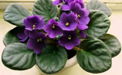 紫罗兰花品种图片（紫罗兰花价格及图片）
