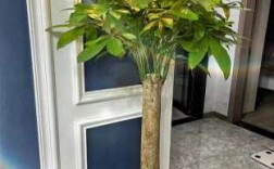 发财树怎么养才茂盛发财树放在客厅哪个位置最好呢？发财树植物能放客厅吗
