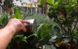 放置长久的茶叶水能浇花吗？茶叶茶可以给植物浇水吗