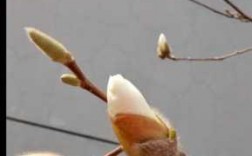 玉兰花的生长过程图片（玉兰花的生长过程和特征）