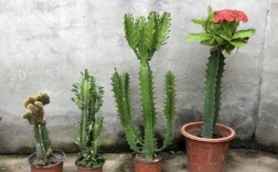 有什么类似于仙人掌、龙骨之类的植物？和龙骨花像似的植物