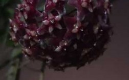 高黎贡球兰是兰花（高黎贡山的植物图片）
