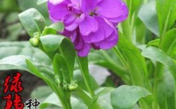 紫罗兰花种子怎么种（紫罗兰花种子怎么种植）