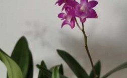紫石斛兰花图片（紫石斛兰花图片大全）