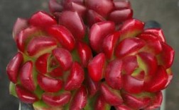 只有尖尖红是什么花？尖尖的多肉植物品种