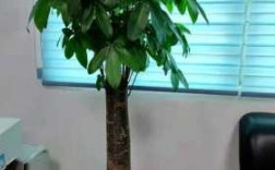 发财树在冬季室内空气干燥的情况下多长时间浇一次水？热带植物冬天浇水