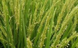 大米是什么植物？水稻是哪种植物
