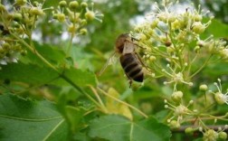 湖南8月蜜蜂采什么蜜源？湖南有哪些蜜源植物图片