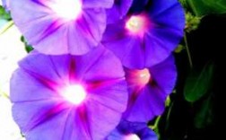 紫色小喇叭花是什么植物？牵牛花属于哪类植物