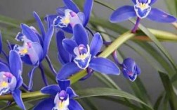 蓝水晶兰花（蓝水晶兰花和蓝宝石兰花一样吗）