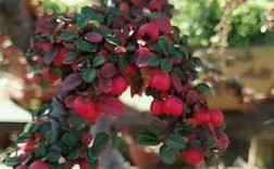 红宝石荀子是属于什么植物？红宝石盆栽植物图片