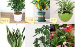 哪种植物净化空气最好，净化室内空气20种最佳植物？净化室内空气的植物排名